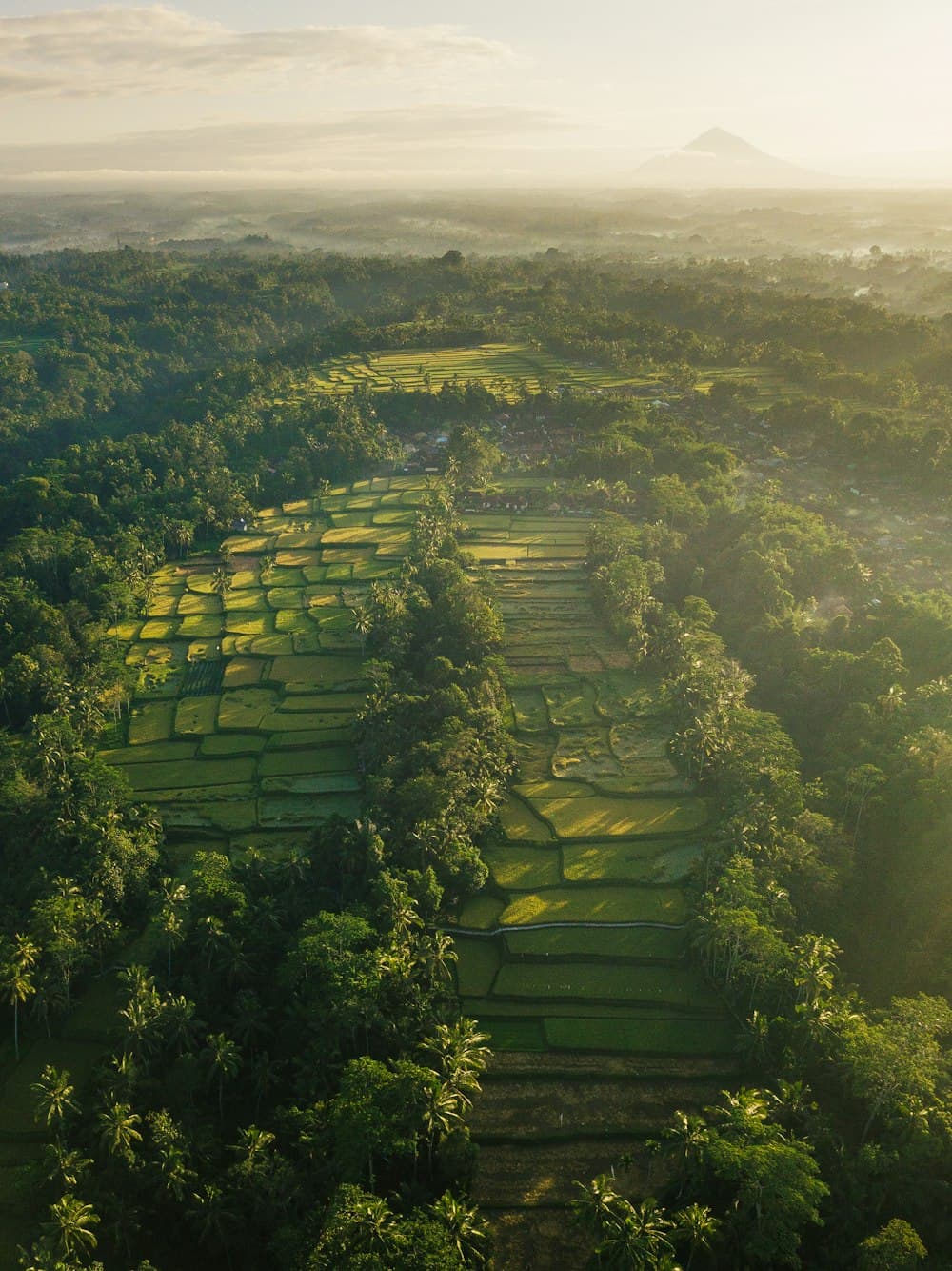 Sơn Trà
